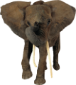 elefant_54