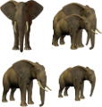 elefant_56