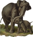 elefant_57