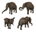 elefant_61