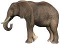elefant_63