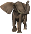 elefant_64