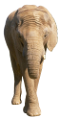 elefant_66