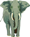 elefant_67