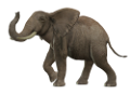 elefant_68