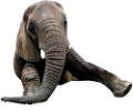 elefant_71