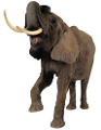 elefant_75