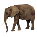 elefant_76
