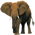 elefant_80