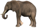 elefant_81
