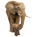 elefant_84