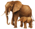 elefant_86