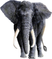elefant_94