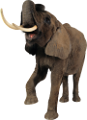 elefant_97
