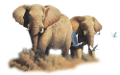 elefant_98