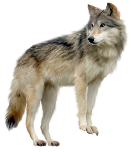 farkas_1.png
