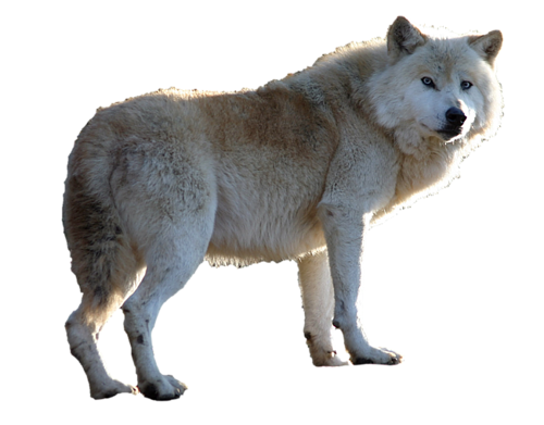 farkas_10.png
