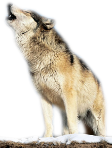 farkas_117.png