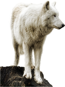 farkas_118.png