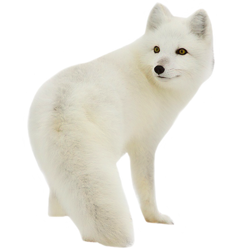 farkas_152.png