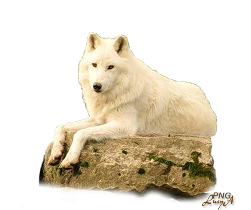 farkas_153.png