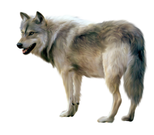 farkas_155.png