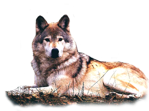 farkas_169.png
