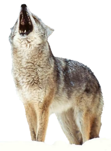 farkas_170.png