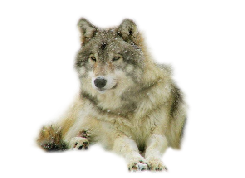 farkas_19.png