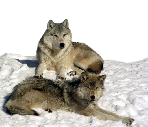 farkas_197.png