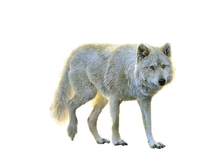 farkas_200.gif
