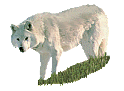 farkas_208.gif