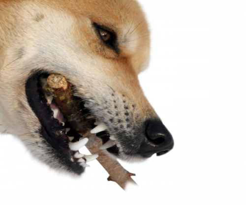 farkas_21.png