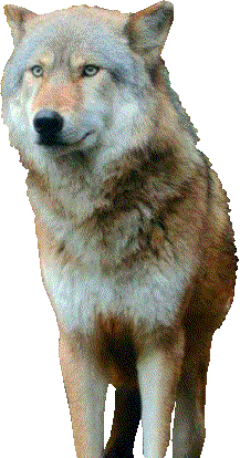 farkas_215.gif