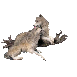 farkas_217.png