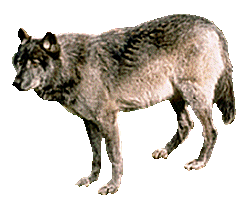 farkas_218.gif