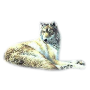farkas_236.png