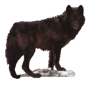 farkas_240.gif