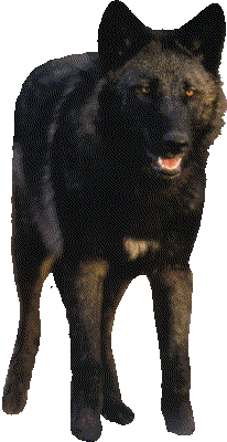 farkas_258.gif