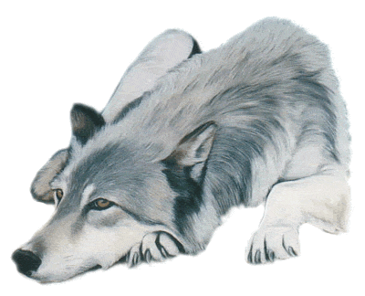 farkas_262.gif
