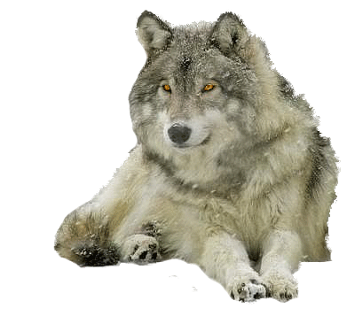 farkas_274.gif