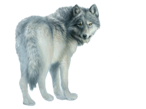 farkas_277.png