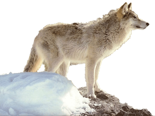 farkas_291.gif