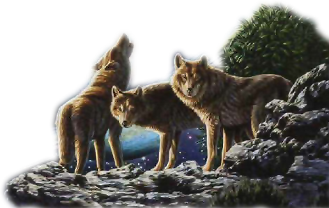farkas_294.png
