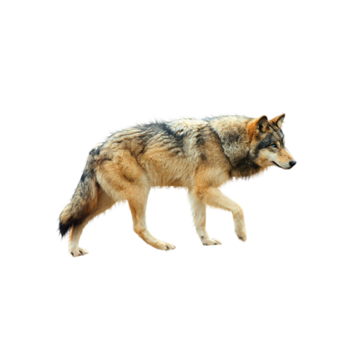 farkas_302.png