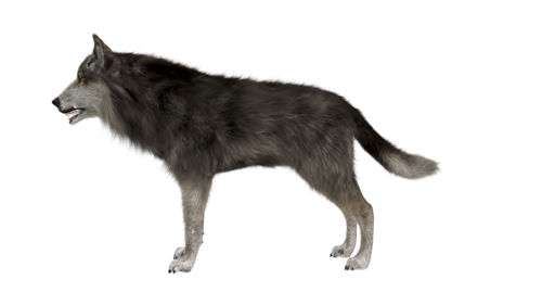 farkas_304.png