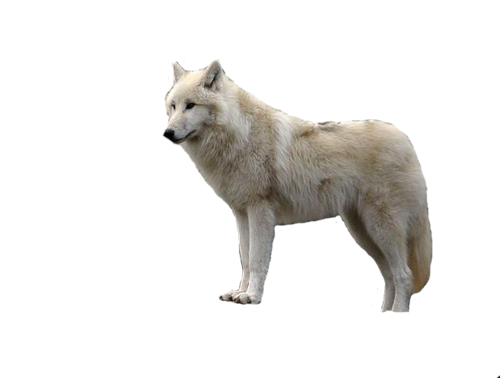 farkas_306.png