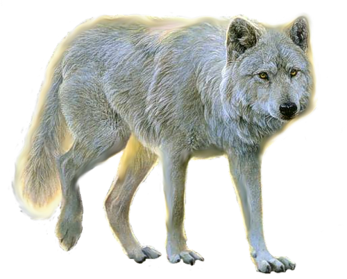 farkas_314.png