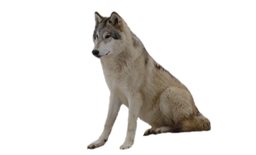 farkas_316.png