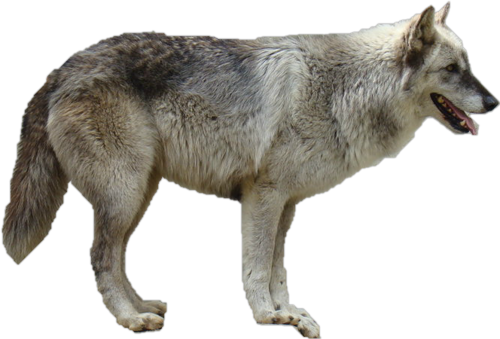 farkas_317.png